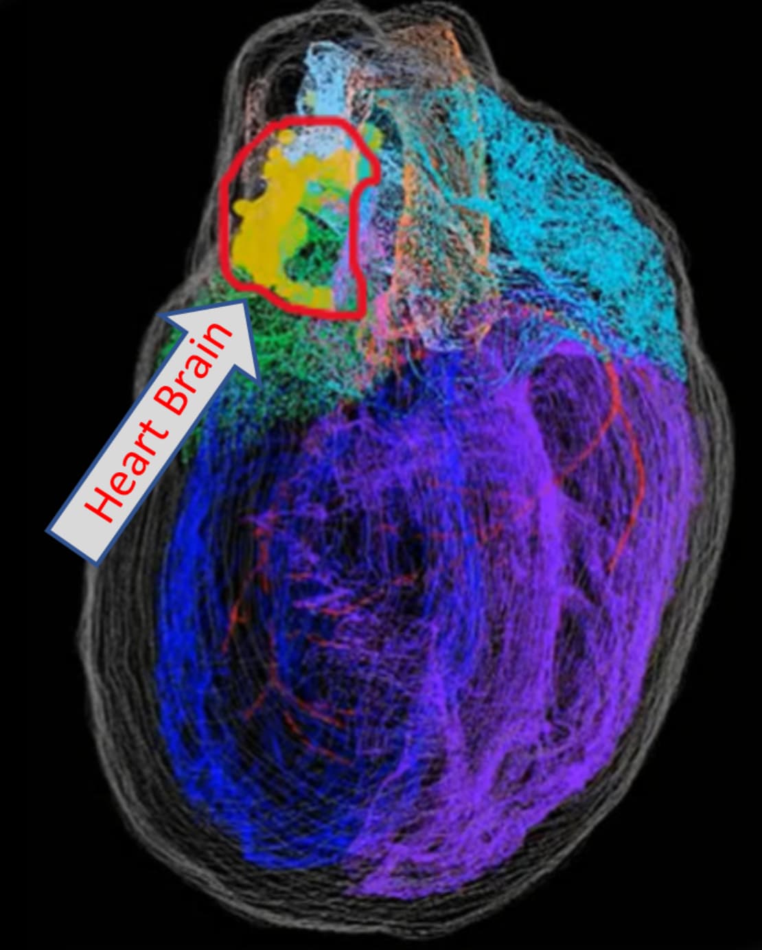 Вы — это не только ваш мозг: три мозга в нашем теле - 3