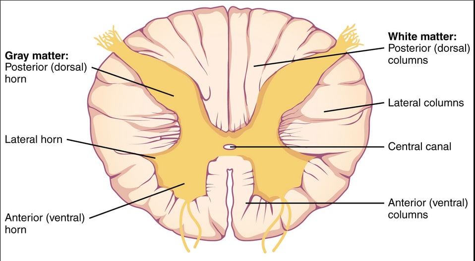 Вы — это не только ваш мозг: три мозга в нашем теле - 4