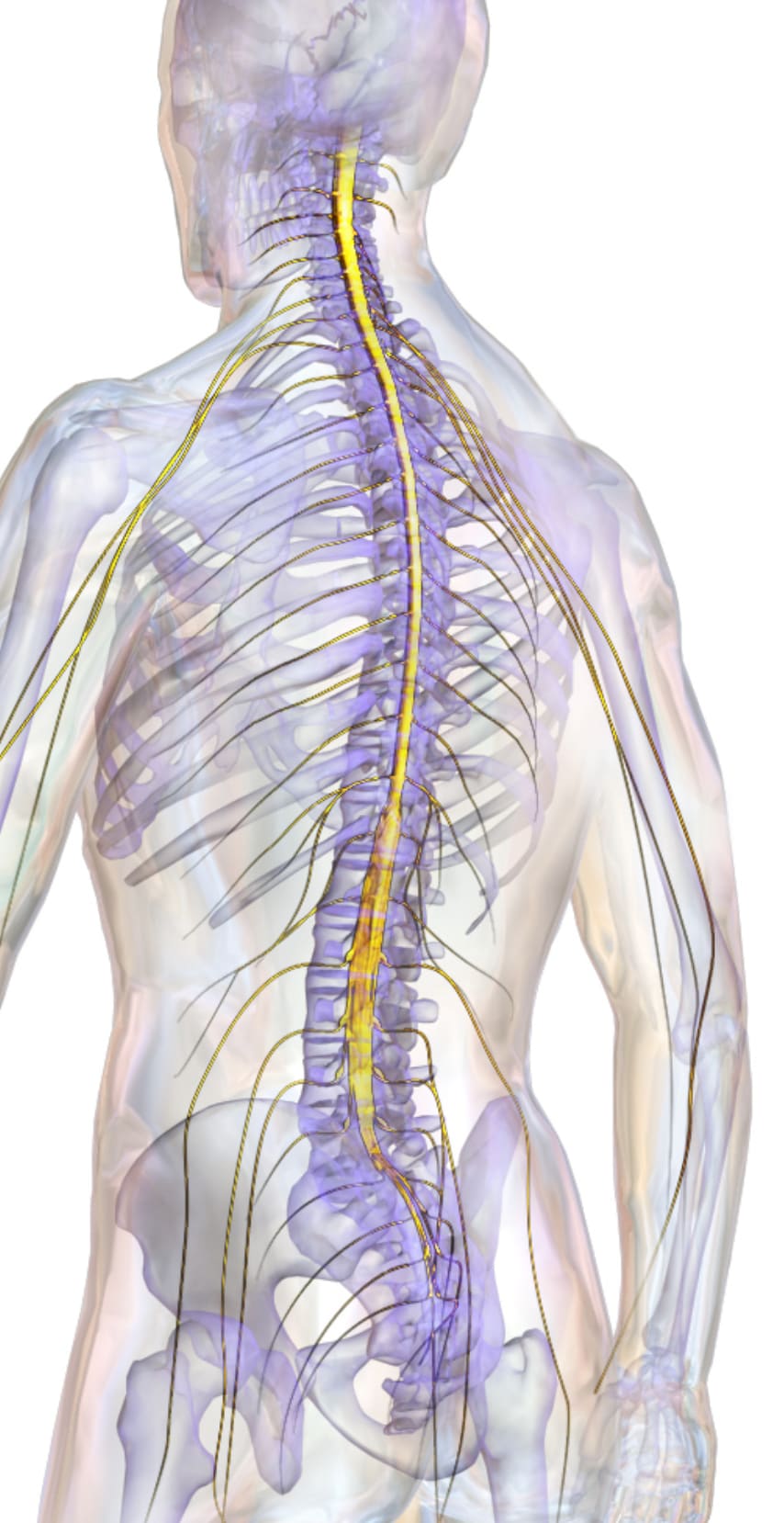 Вы — это не только ваш мозг: три мозга в нашем теле - 5