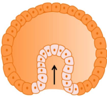 Вы — это не только ваш мозг: три мозга в нашем теле - 7
