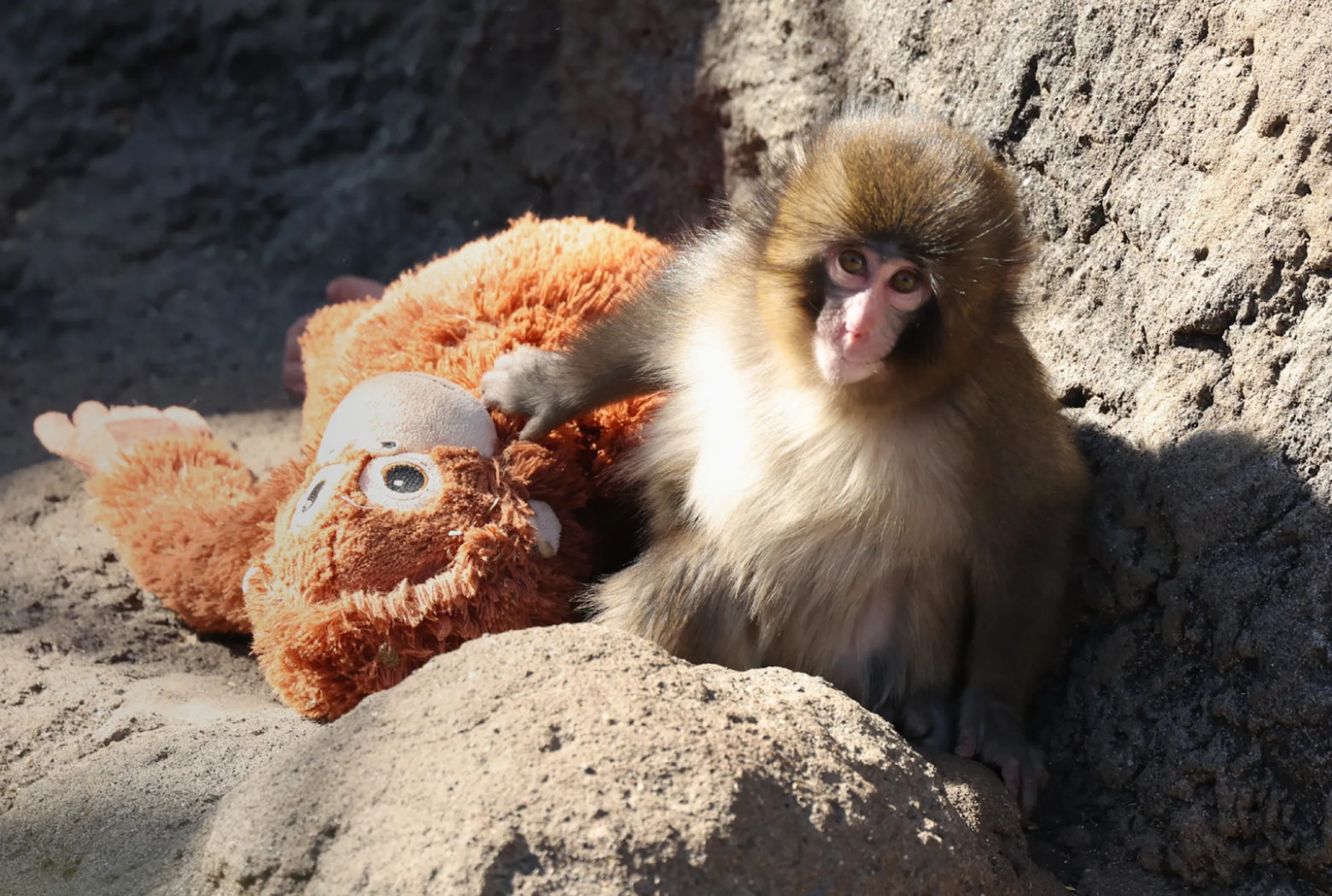 Наше сочувствие к одинокой обезьянке, которая таскает за собой плюшевую игрушку (т.е., проявляет поведение, типичное для человеческого ребенка), также обусловлено генетически 