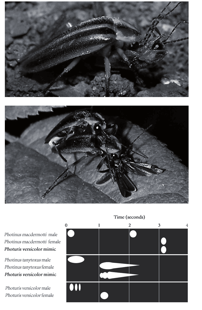 Вот так это выглядит в дикой природе  