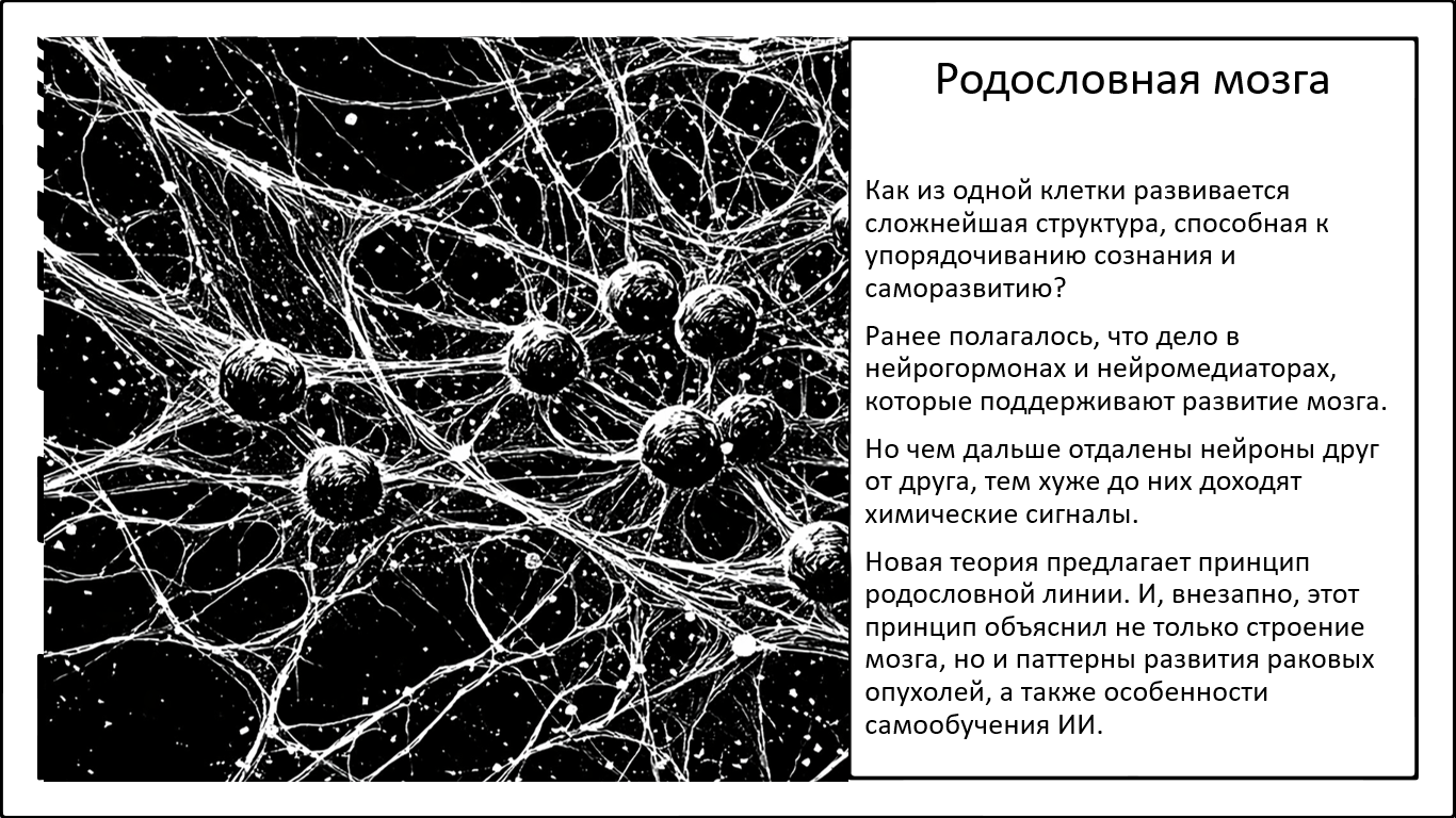 Как нейроны сами организуются в единый мозг? Принципы наследия - 1 Как нейроны сами организуются в единый мозг? Принципы наследия - 1