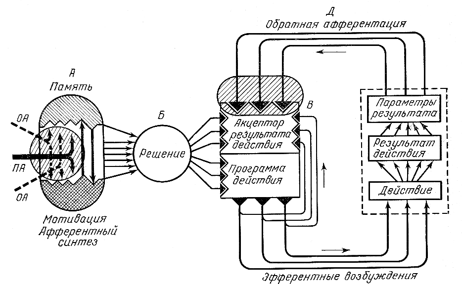Функциональная система П.К. Анохин