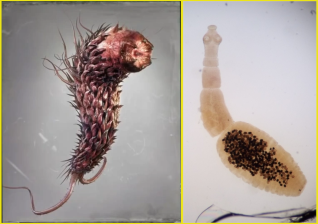 Один из видов Лас Плагас и взрослый червь-эхинококк.