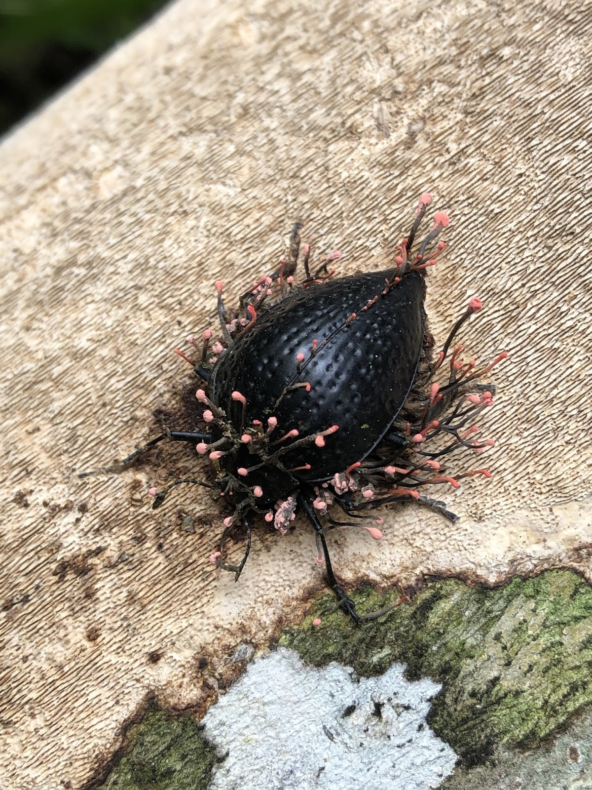 Жук, поражённый паразитическим грибом.