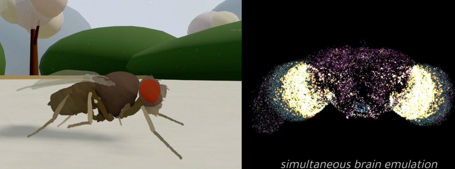 Учёные запустили компьютерную эмуляцию мозга плодовой мушки - 1