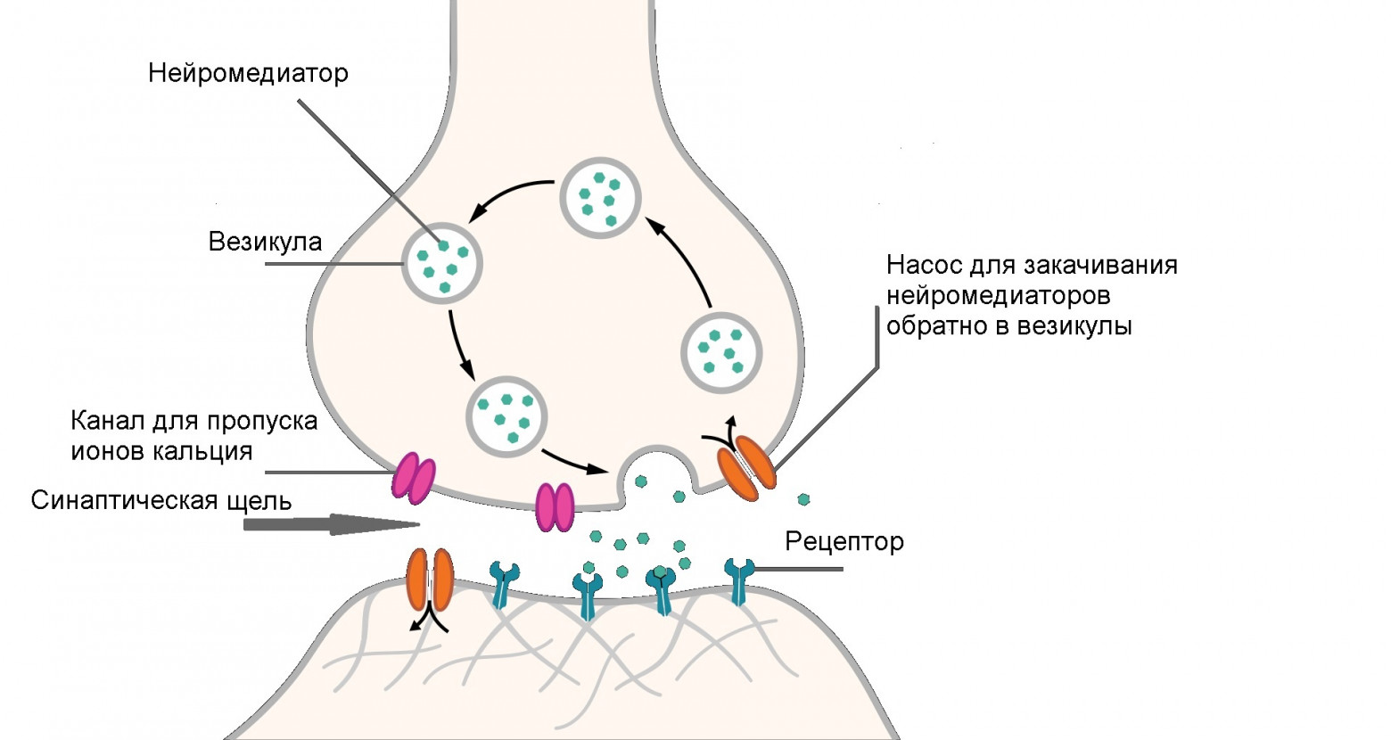 Механизм передачи информации от одного нейрона к другому посредством нейромедиатора (адаптировано из статьи в Вики)