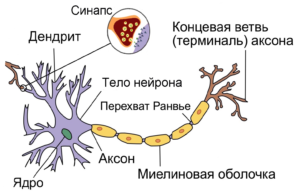 Схема передачи импульса по нейронной сети (адаптировано из рисунка в Вики) Схема передачи импульса по нейронной сети (адаптировано из рисунка в Вики)