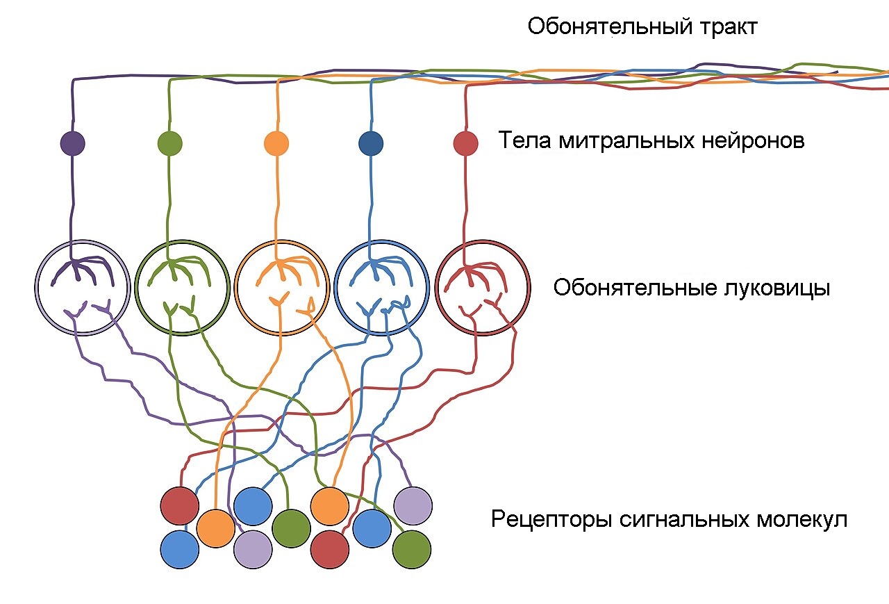Схема работы нижних уровней обонятельной системы. От первичных рецепторов наличия в среде определённых молекул сигналы передаются в обонятельные луковицы, каждая из которых соответствует одному определённому типу молекул. Далее от обонятельных луковиц интегральный сигнал подаётся на митральные нейроны, которые, в свою очередь, в случае возбуждения передают их в кору головного мозга, лимбическую систему (центр формирования эмоций) и гиппокамп. Цвета на рисунке соответствуют различным детектируемым типам первичных сигнальных молекул. Адаптировано из рисунка в Вики.
