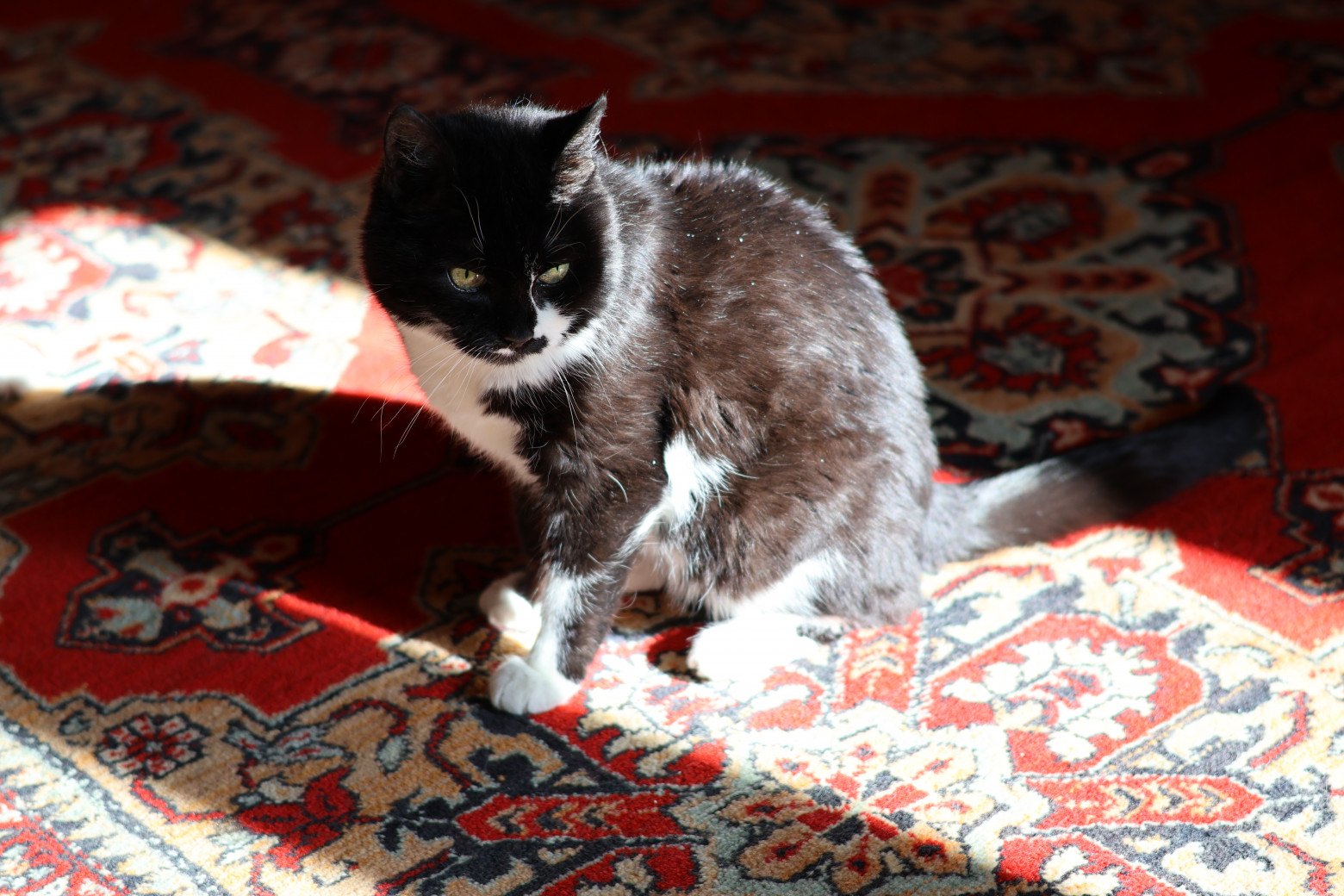 Манишка собственной персоной