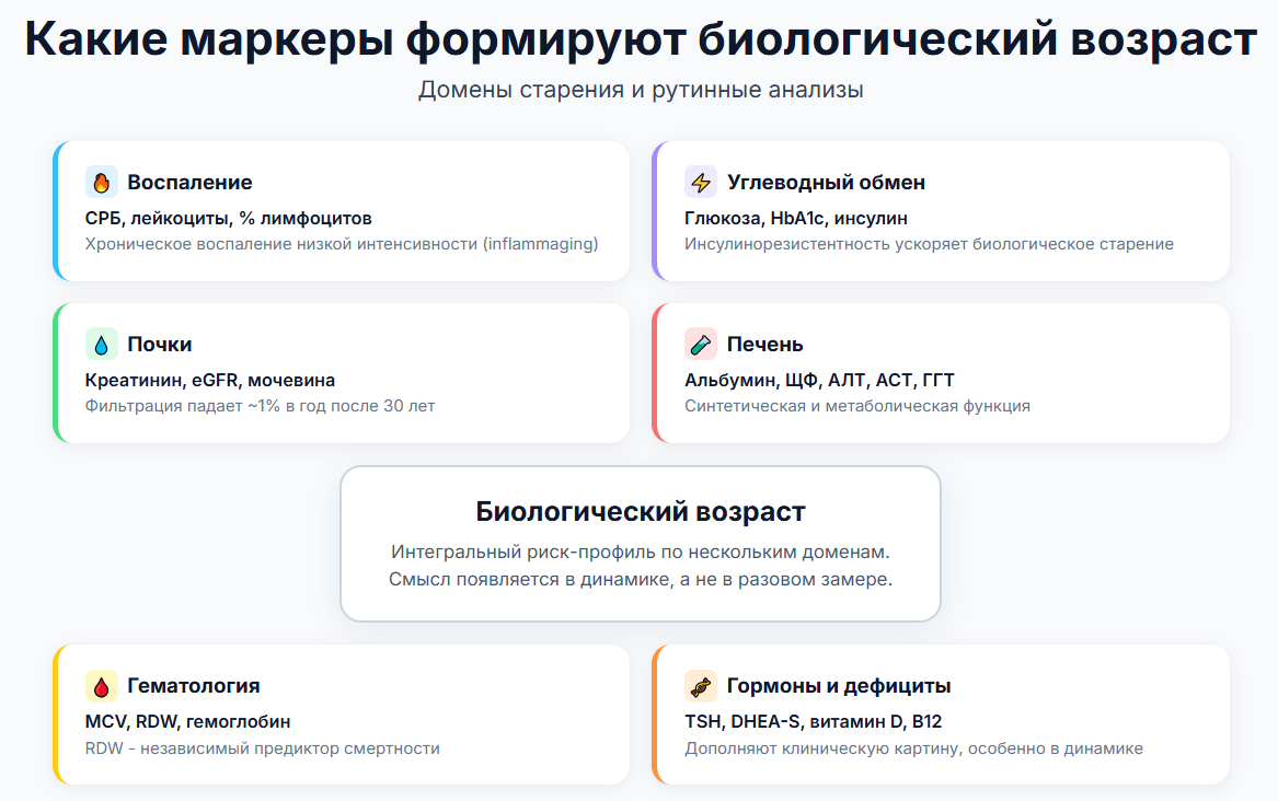 Биологический возраст: доказательная медицина или маркетинг? - 4