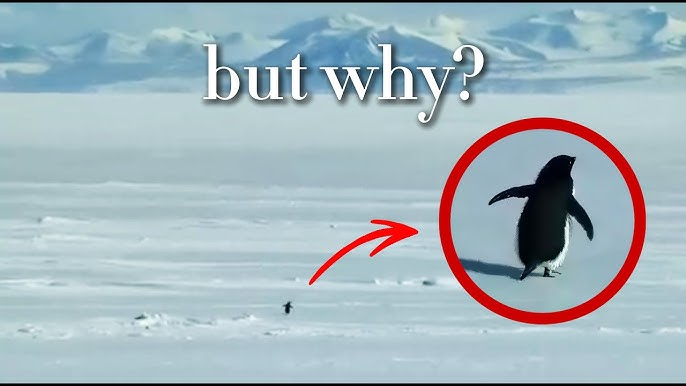 Вайб человека, который внедряет ИИ, чтобы потом стать ненужным