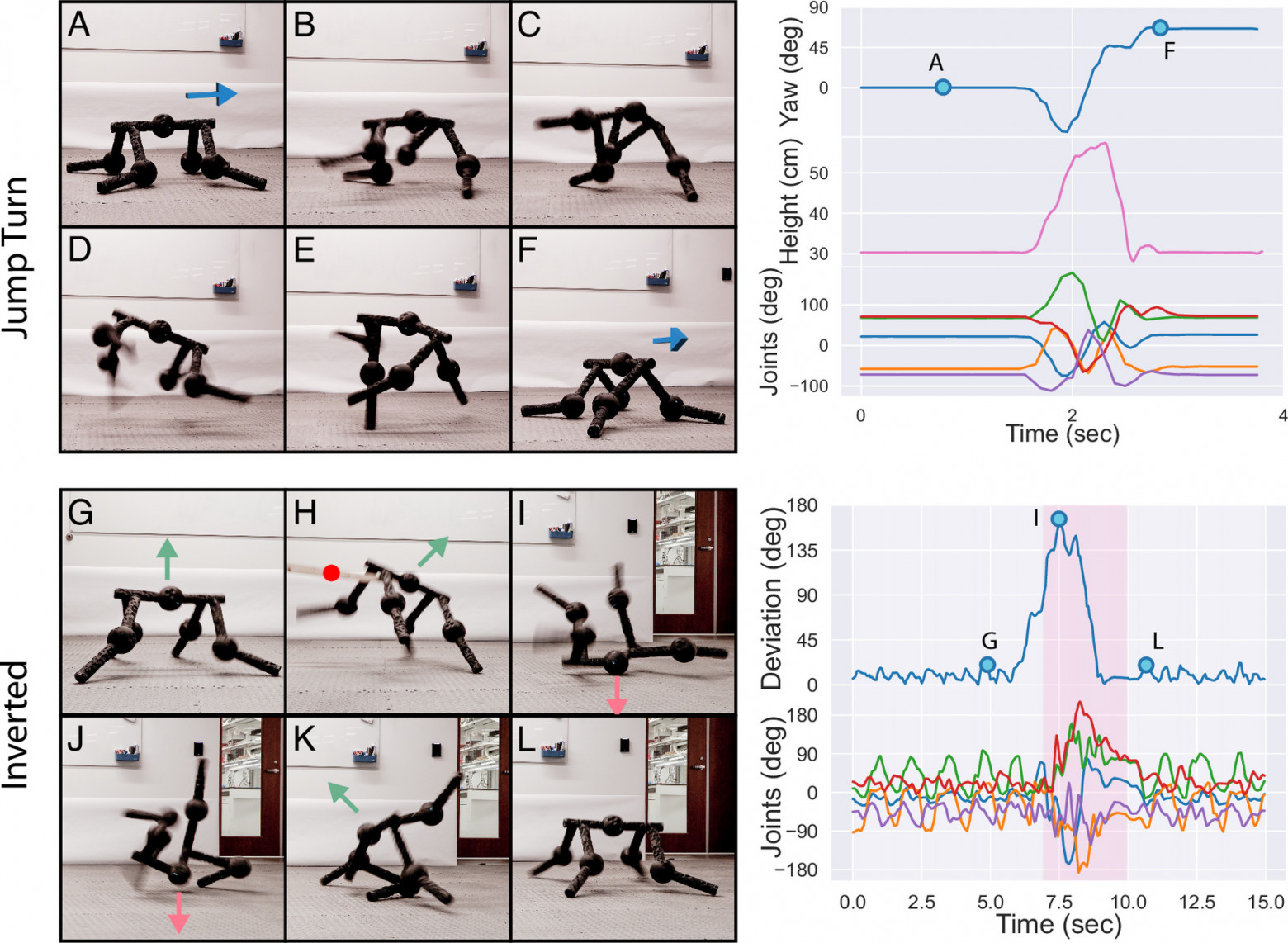 Пятимодульная конструкция (A) была обучена совершать прыжки и повороты по требованию, вращая тело в воздухе на 66° по часовой стрелке вокруг поперечной плоскости (B–F). Конструкция также была обучена поддерживать вертикальную позу и походку, самостоятельно выравниваясь в перевёрнутом положении (G–L). При переворачивании вверх ногами (с помощью деревянной доски; красная точка на H) конструкция быстро изгибается и скручивает тело, чтобы восстановить вертикальную позу и походку (L). Все конструкции, созданные в рамках результатов данной работы, оказались способными к обучению этим акробатическим действиям. 