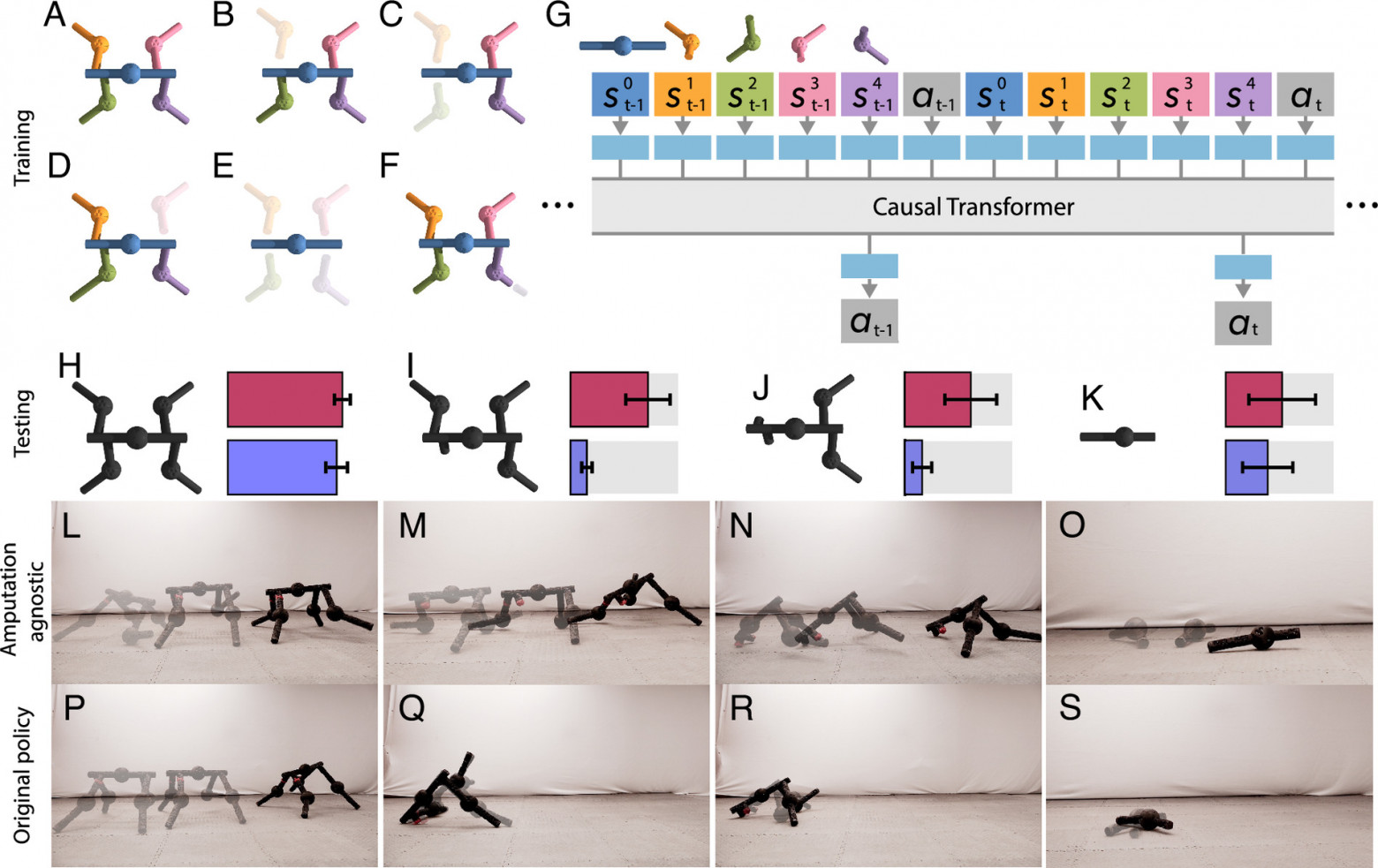 Для генерации последовательностей сенсомоторных обучающих данных для различных ампутаций моделируемого четвероногого робота (A–F) использовались экспертные стратегии. В дополнение к исходному контроллеру локомоции, который был принят за эксперта для неповреждённого робота (A и F), были предварительно обучены три дополнительные экспертные стратегии, соответствующие потере одной (B и D), двух (C) или четырёх конечностей (E) соответственно. Генеративная модель успешного поведения была получена путём авторегрессивного прогнозирования сенсомоторных взаимосвязей экспертов во времени (G), подобно тому, как языковая модель изучает правила грамматики из текста. Имея недавнюю историю сенсорных наблюдений, обученная модель предсказывает оптимальное двигательное действие. Это понимание правил успешного поведения было использовано в качестве стратегии, не зависящей от ампутации, которая позволяет физическому роботу (H) сохранять функциональность после радикальных изменений в его строении тела (I–K). Политика, не зависящая от ампутации (L–O), и исходная экспертная политика робота (P-S) были протестированы на трёх ранее не встречавшихся сценариях повреждений (I–K), а также на многих других в симуляции. У неповреждённого робота чистое перемещение, генерируемое политикой, не зависящей от ампутации (красная полоса на H), статистически не отличалось от исходной политики (синяя полоса на H и серые полосы на I–K). При удалении одной задней конечности в случайной точке разреза (I), удалении обеих задних конечностей (J) и сохранении всех модулей, кроме одного (K), политика, не зависящая от ампутации, неизменно генерировала большее движение вперёд, чем исходная.