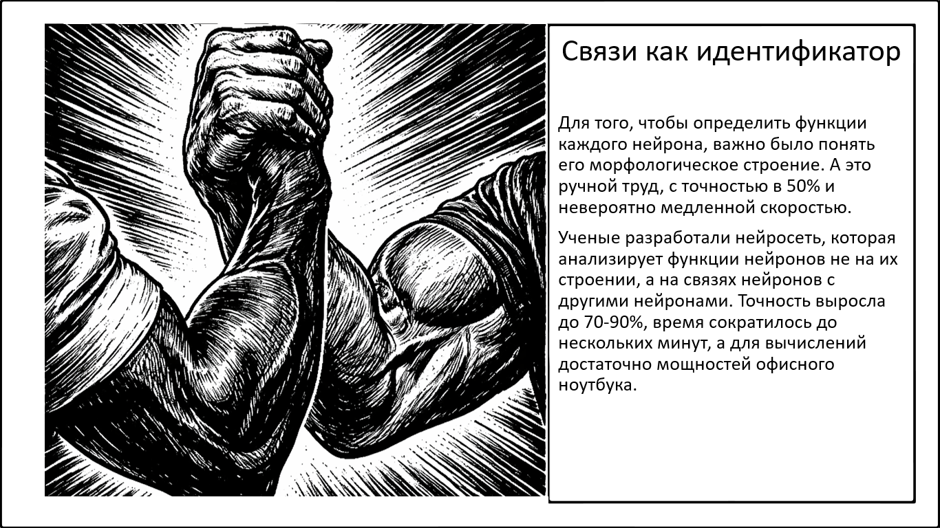Искусственный интеллект и функции нейронов в мозге. Как связи определяют природу наших клеток - 1
