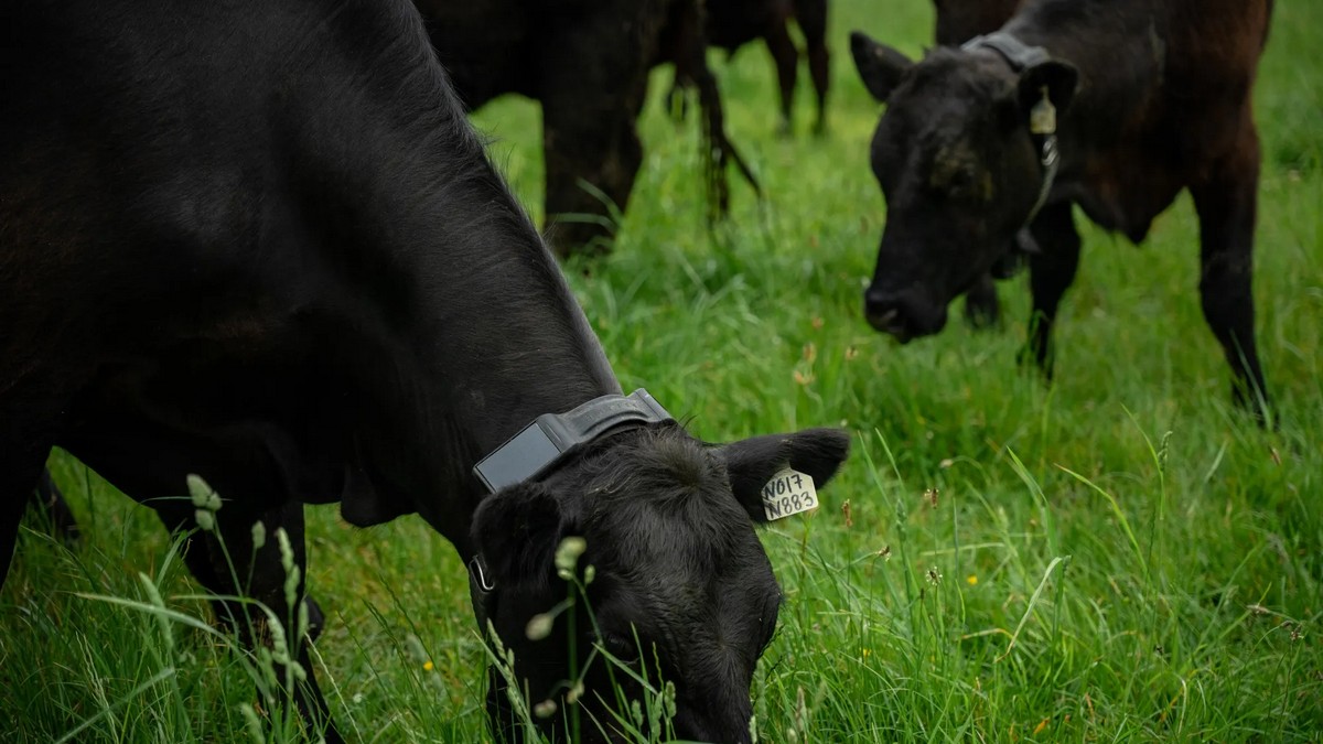 Владелец Palantir инвестировал в стартап по производству умных ошейников для коров Halter - 1