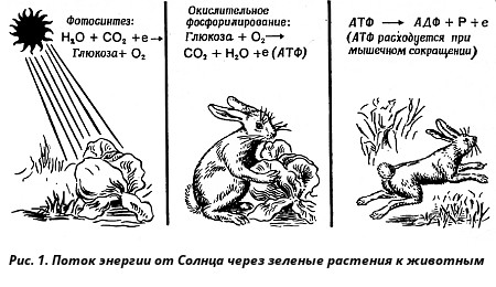 Происхождение, часть 1. Самовоспроизводство и диссипативная адаптация - 16