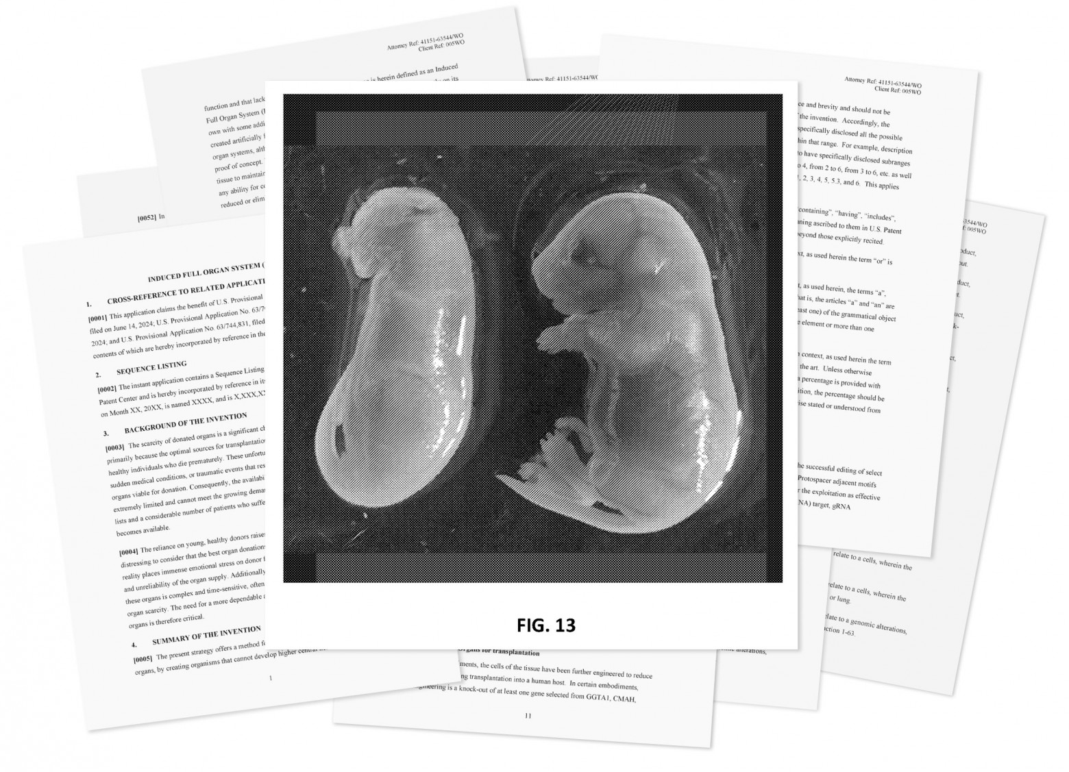 На изображении из патента Kind Biotechnology показан мышонок, генетически модифицированный так, что у него отсутствуют анатомические особенности (слева), рядом с нормальным животным. Цель компании — вырастить «мешки» для органов, «полностью лишённые способности чувствовать, думать или воспринимать окружающую среду».