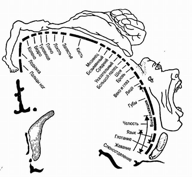 Моторный гомункул — наглядная карта областей мозга, отвечающих за управление движениями. Придумано канадским нейрохирургом Уайлдером Пенфилдом в 1930-е годы