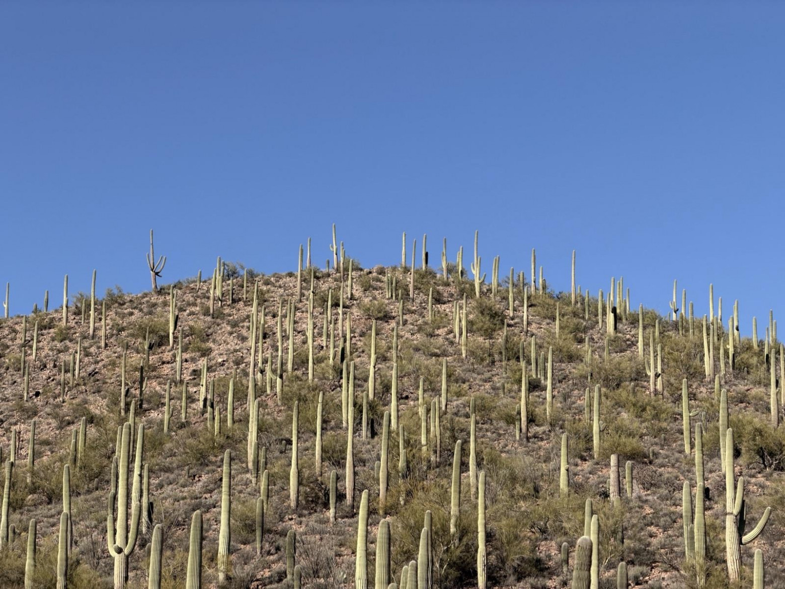 Холм, покрытый кактусами сагуаро