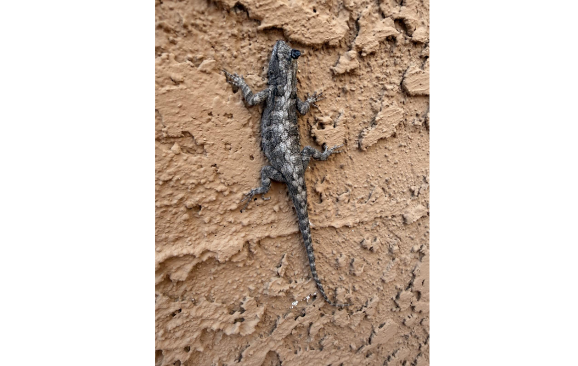 Эту ящерицу я встретил на стене нашего отеля