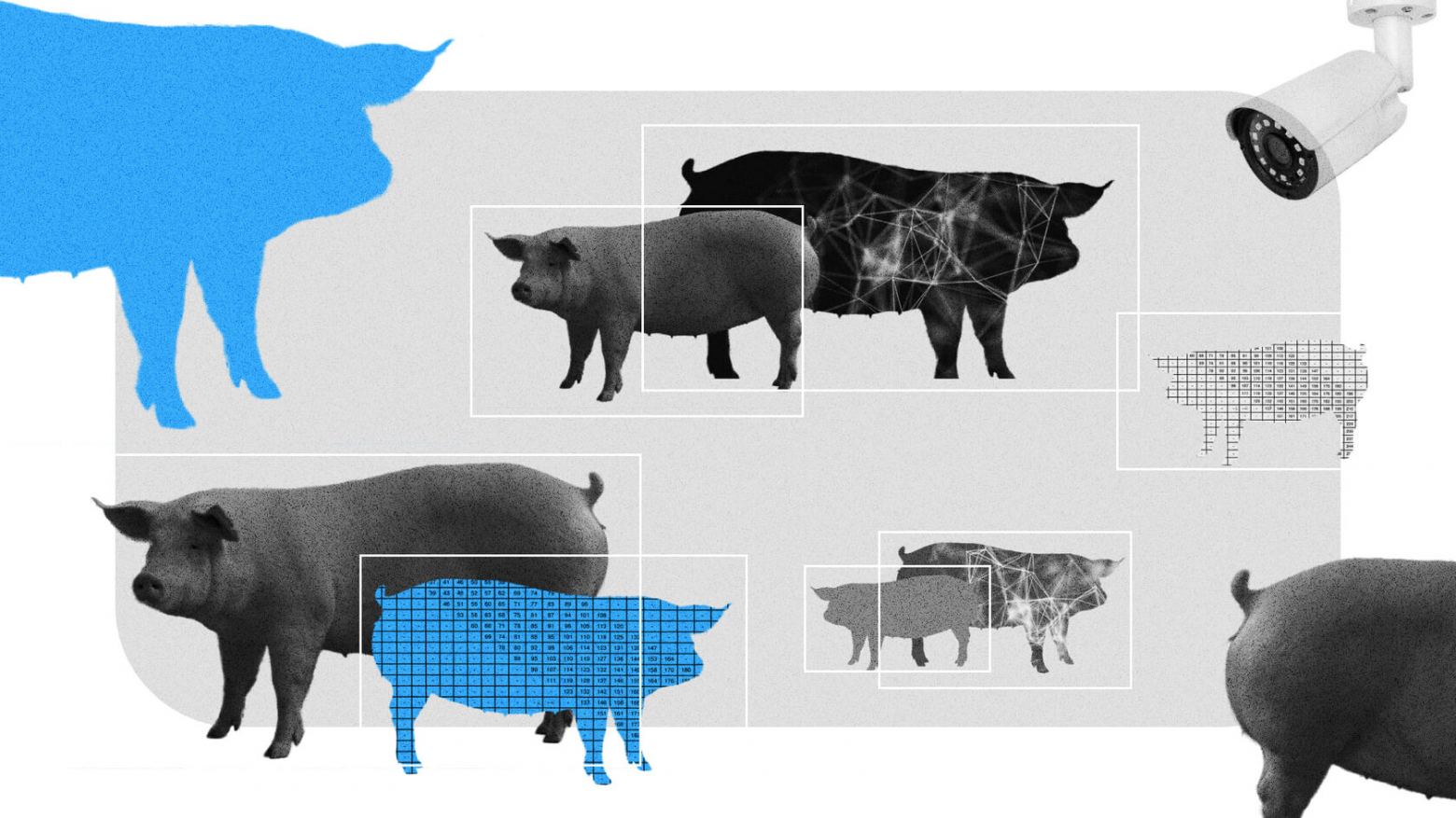 ИИ из Иннополиса научился взвешивать свиней по видео без контакта - 1