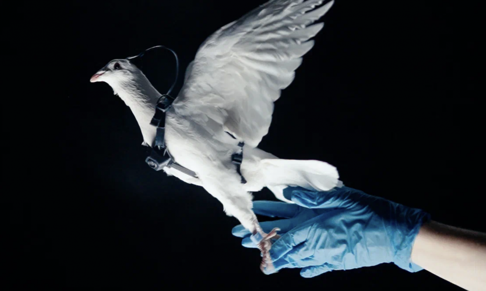 Как тебе такое Илон Маск? - 15