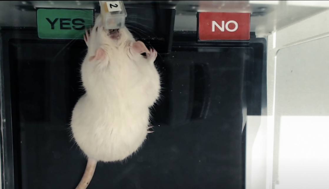 В России учёные задают вопрос крысе, ИИ обрабатывает его и отправляет прямо в мозг - 4