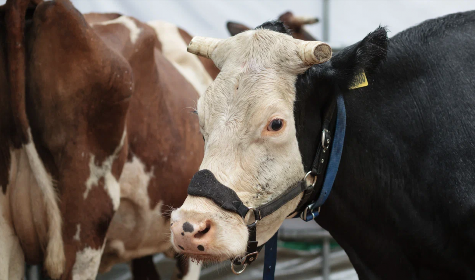 Я ставлю людям чипы в мозг. Не заплатишь подписку — отключат [и я не знаю, как это решить] - 10