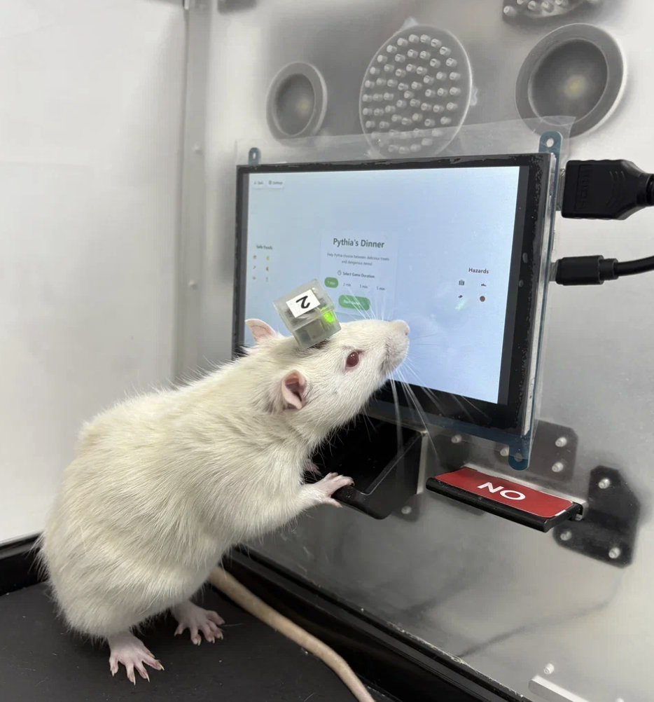 Я ставлю людям чипы в мозг. Не заплатишь подписку — отключат [и я не знаю, как это решить] - 9