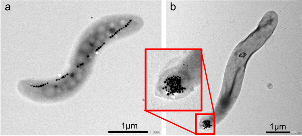 Как приручить эндосимбионтов. Выращивание клеток и тканей вместо трансплантации - 3