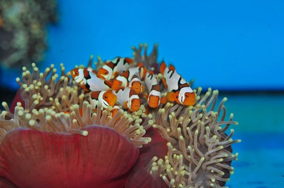 Как приручить эндосимбионтов. Выращивание клеток и тканей вместо трансплантации - 1