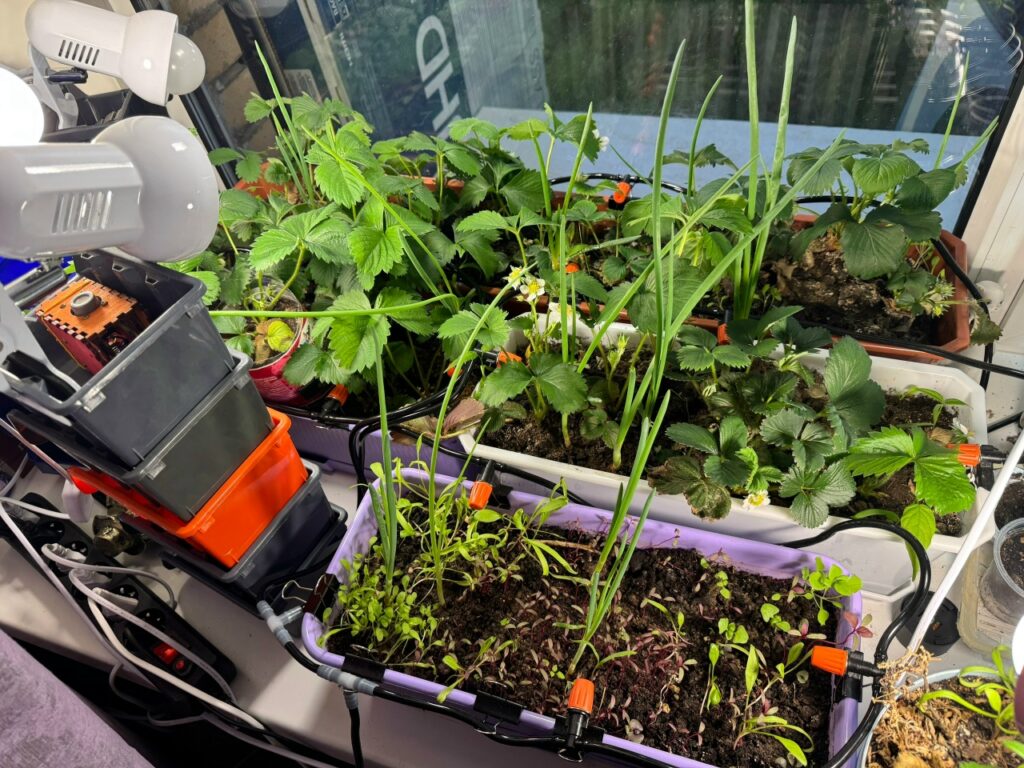 Моя версия фермы, с которой я начал