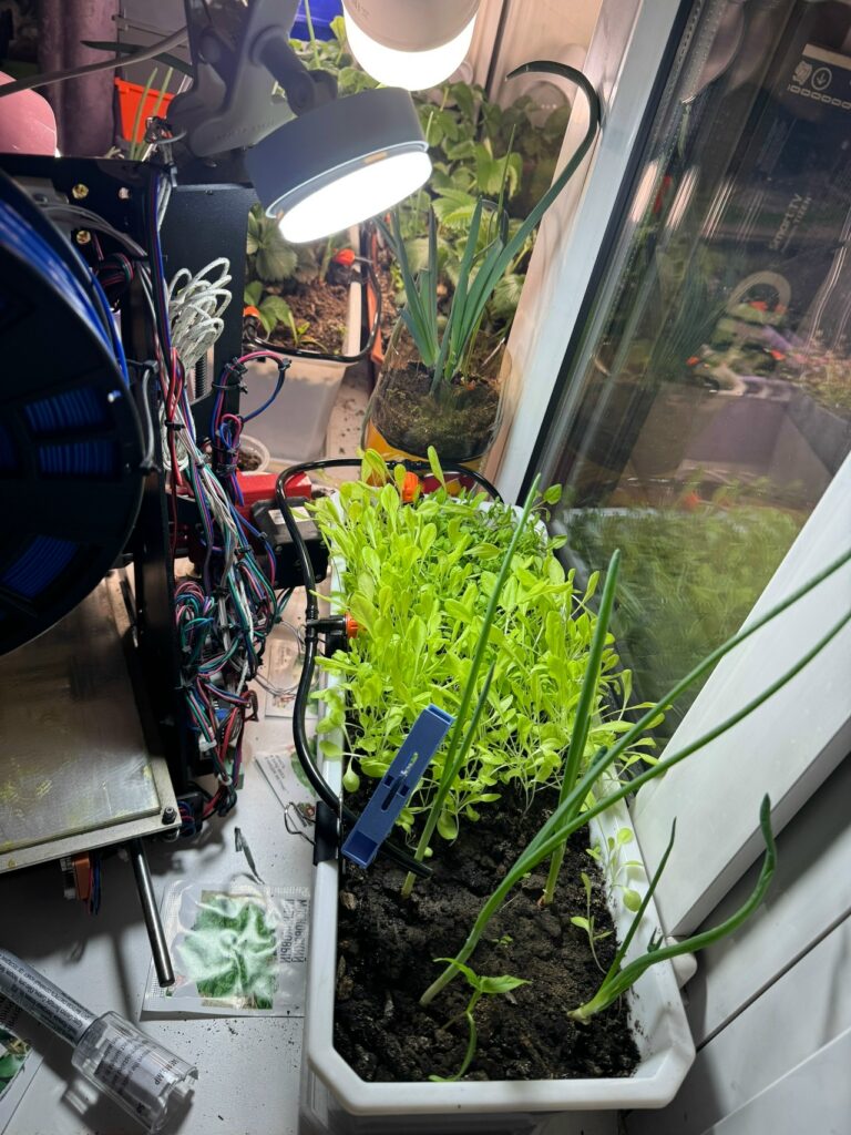 Салат растет нормально. Лук и в бутылке бы рос нормально