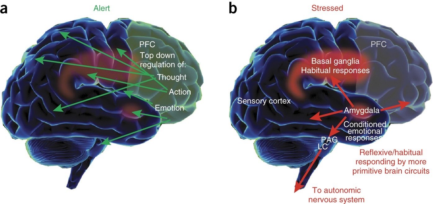 https://media.springernature.com/full/springer-static/image/art%3A10.1038%2Fnn.4087/MediaObjects/41593_2015_Article_BFnn4087_Fig1_HTML.jpg