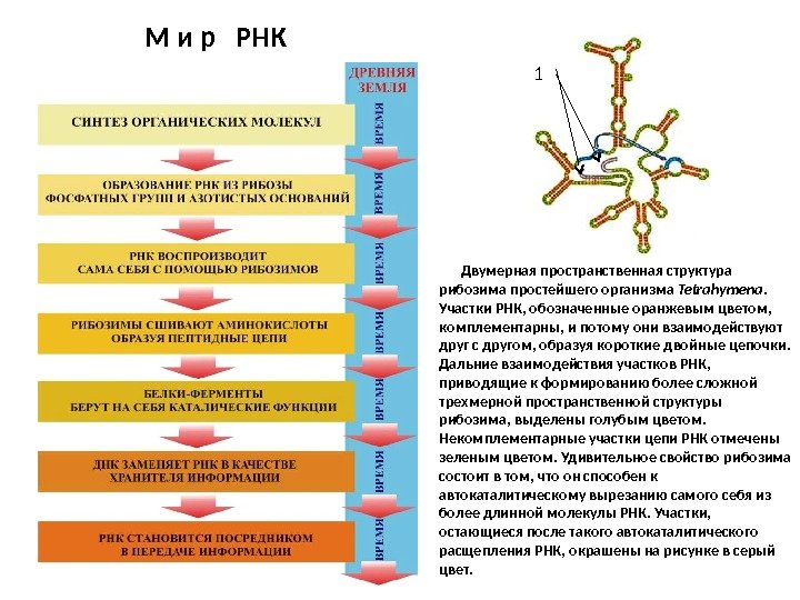 Происхождение, часть 2. Миры РНК и ДНК, автокаталитических сетей, вирусов и протоклеток - 17