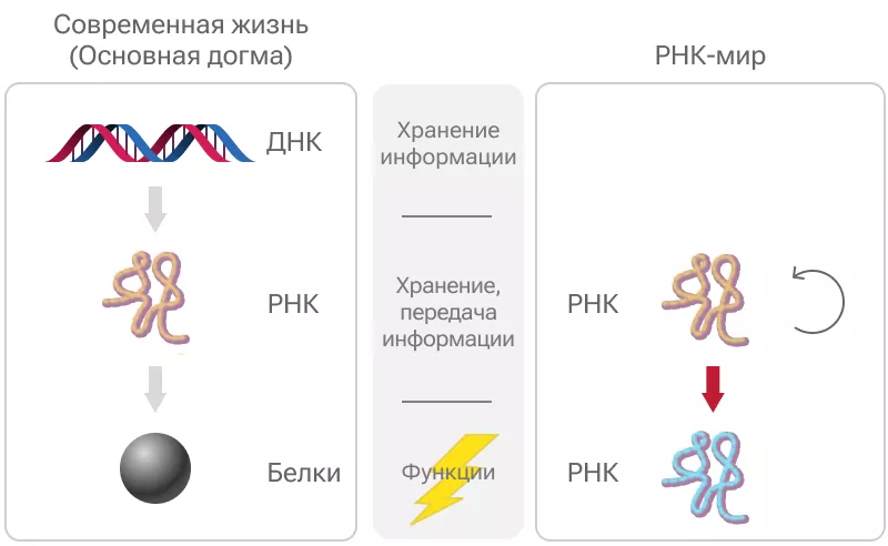 Происхождение, часть 2. Миры РНК и ДНК, автокаталитических сетей, вирусов и протоклеток - 18