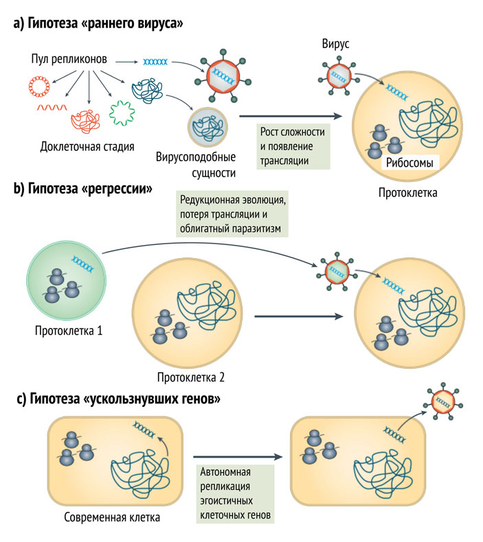 Основные гипотезы происхождения вирусов