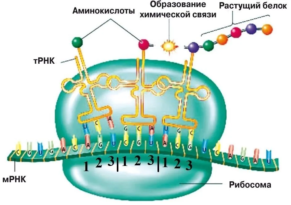 Источник
