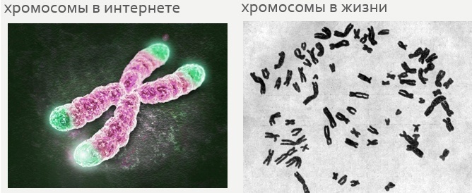Хромосомы и их проблемы - 2 Хромосомы и их проблемы, изображение №2
