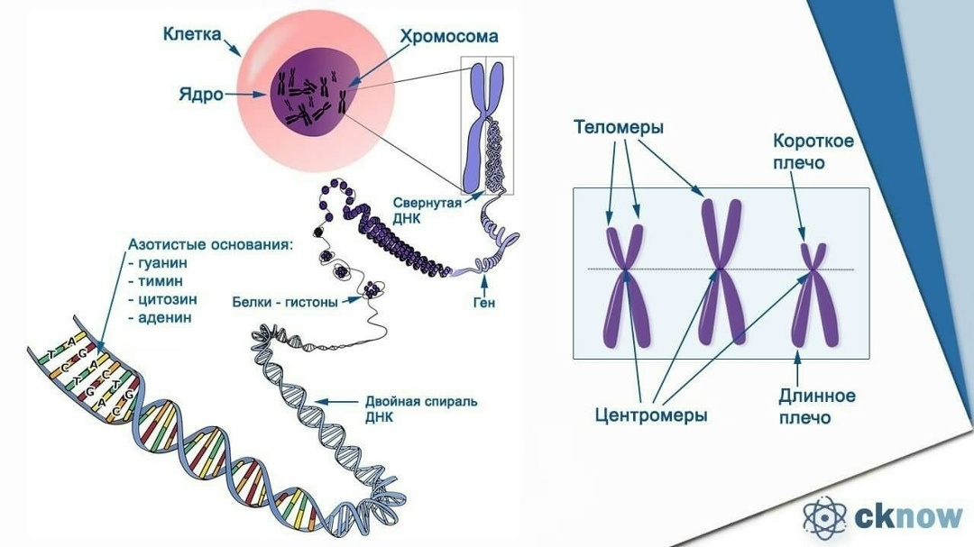 Хромосомы и их проблемы - 1 Хромосомы и их проблемы, изображение №1