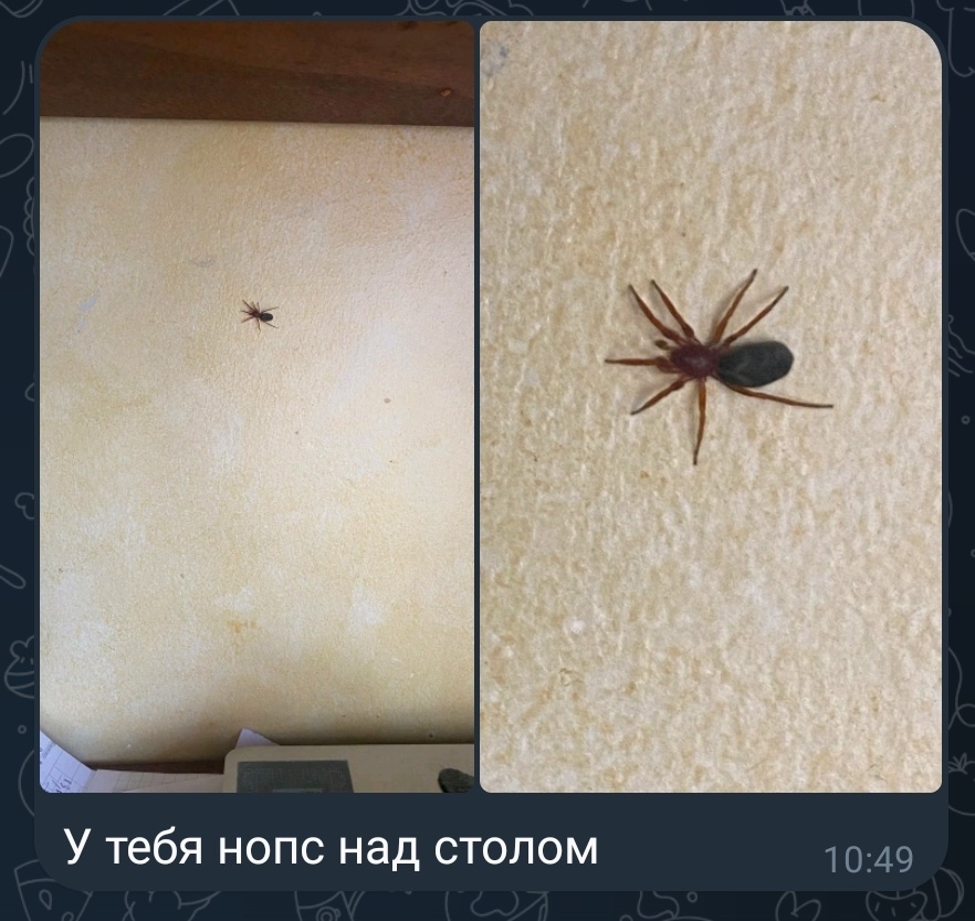 Утро начинается не только с кофе (в гл. роли самка редкого эндемика Nops quito Dupérré, 2014).