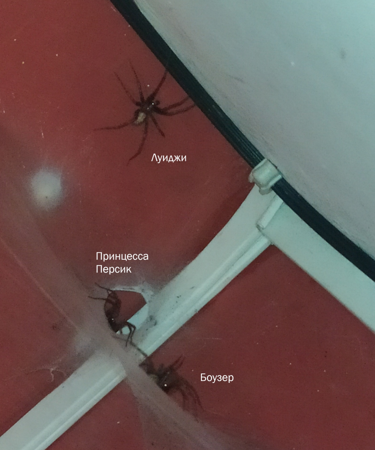 Происходит паучий любовный треугольник. Самцы Tegenaria domestica Луджи и Боузер подкатывают педипальпы к Персичку.  