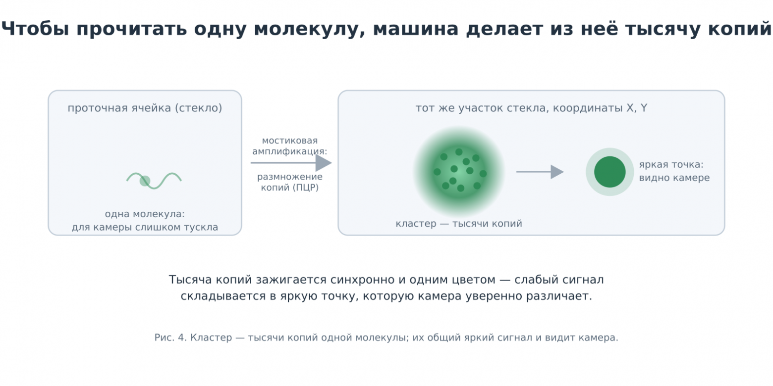 Схема: из одной молекулы ДНК мостиковой амплификацией получается кластер из тысяч копий, дающий яркую точку для камеры