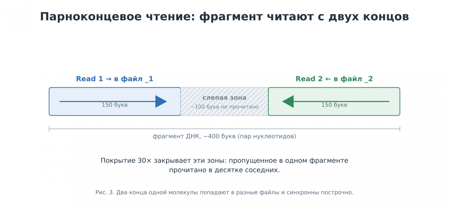 Схема парноконцевого чтения: фрагмент ДНК ~400 букв, два рида по 150 букв с концов и слепая зона ~100 букв посередине