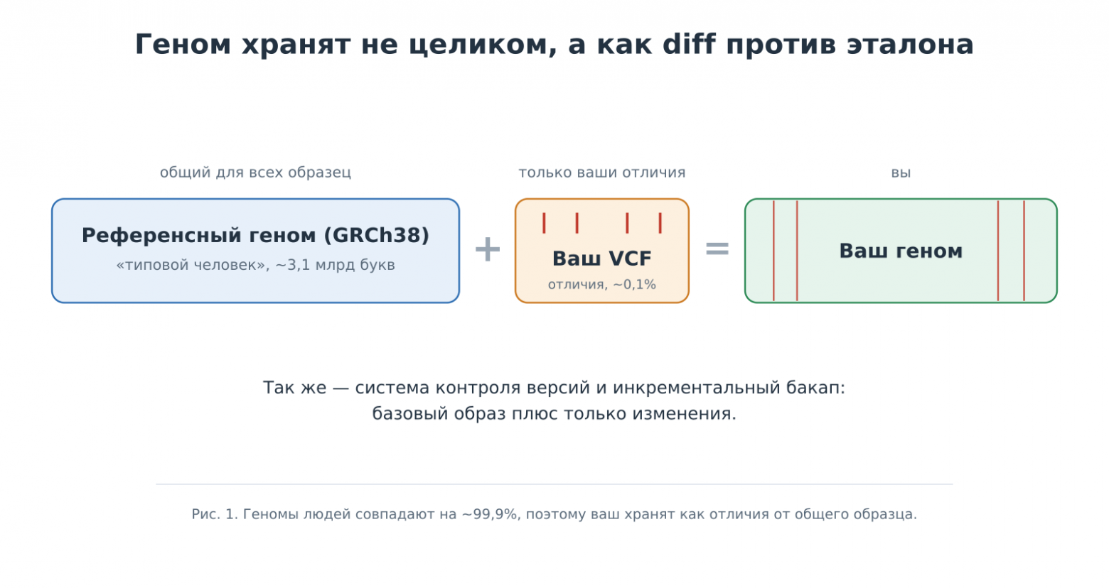 Схема: геном хранят как diff — референсный геном GRCh38 плюс ваш VCF с отличиями равно ваш геном
