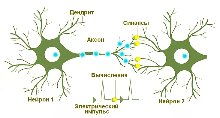 Natural Neuron