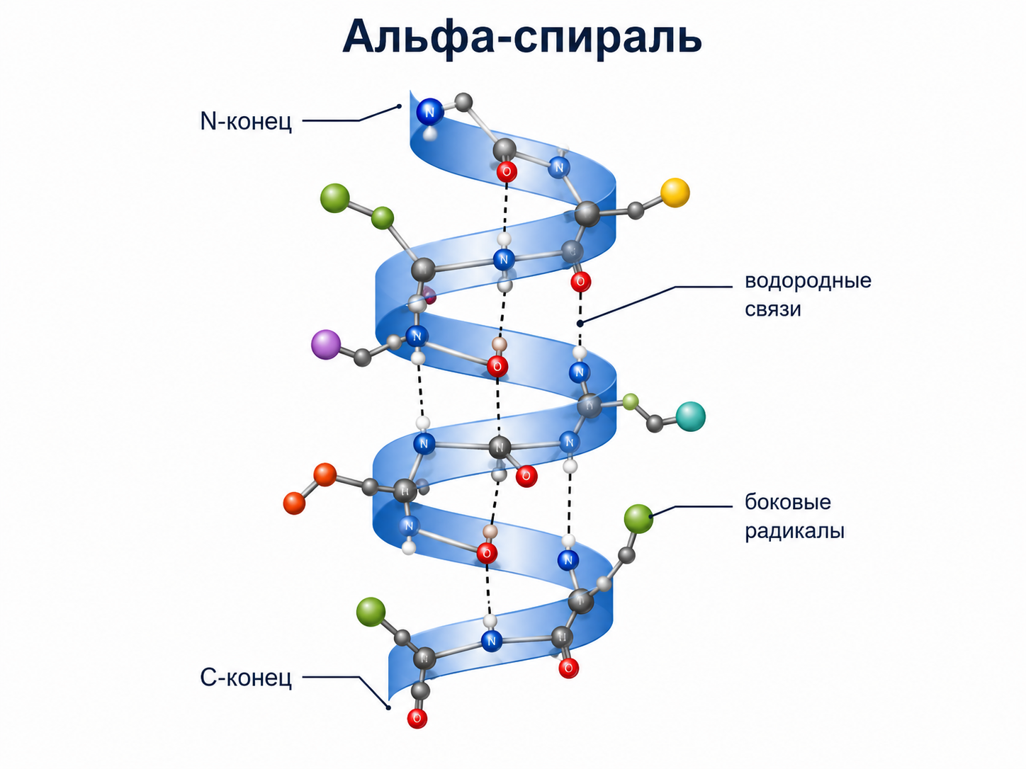 Альфа-спираль за счёт своей формы может работать как упругий элемент, передавать движение и связывать между собой разные части конструкции.