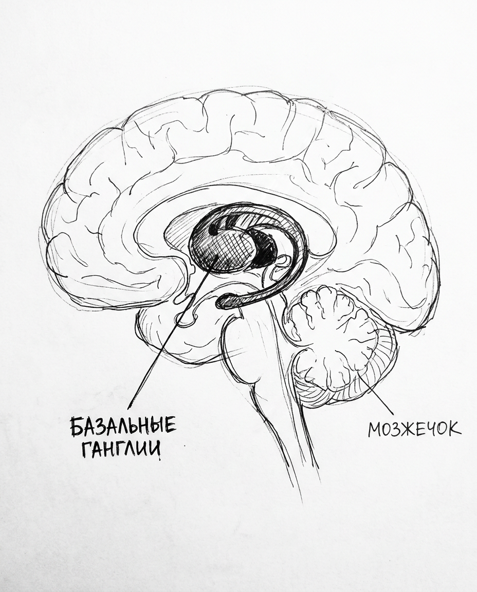 Возможно, я дурак… Как делать эффективные продукты в ситуации, когда никто ничего не понимает - 3 magnific_a_black_and_white_sketch_of_a_sagittal_view_of_the_98818 (2).png